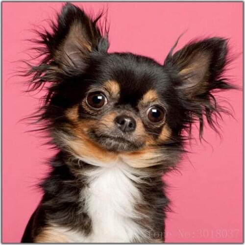 5D Diy Diamond Painting Cross Stitch Eyes Wide Open Dog Diamond Embroidery Full Round Mosaic Decoration Needlework Resin Sticker