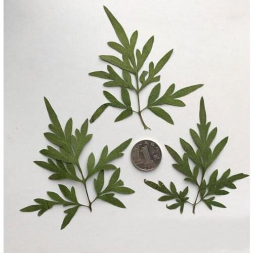 120pcs Pressed Dried Daisy Leaf Leaves Flower Plant Herbarium For Jewelry Phone Case Photo Frame Bookmark Craft DIY Making