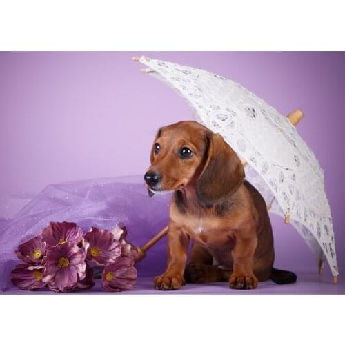 5d diy Diamond Painting square drill"Dachshund Dog Flowers"Diamond Embroidery animal full Rhinestone mosaic home decor gift C586