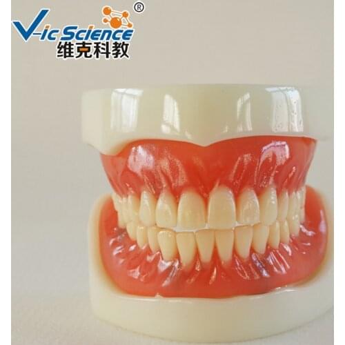 Full Denture Implant Model/Implant Model/Denture Dental teeth model