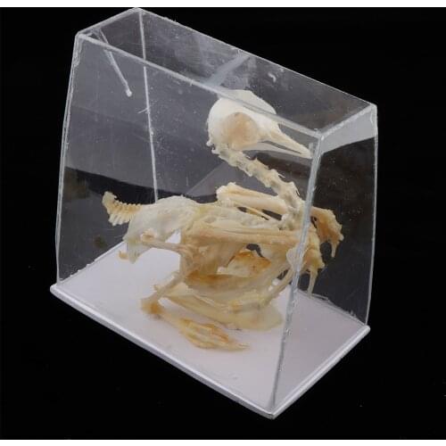 Real Pigeon Skeleton Specimens Biology Teaching Instruments Student Science Collection Animal Specimen Teaching Educational Tool