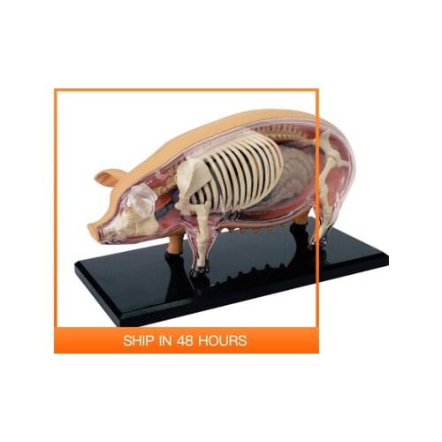 4D Animal Puzzle Pig Toys Anatomical Models Detachable DIY Children Gifts Pork Educational Tool MASTER 26102