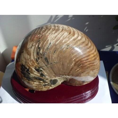 3900g Ammonite Nautilus Shell Jurrassic Fossil Specimen Madagascar