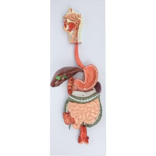 Life Size Human Digestive System Model Liver Stomach Anatomy Large Intestine Model Open Organ Model