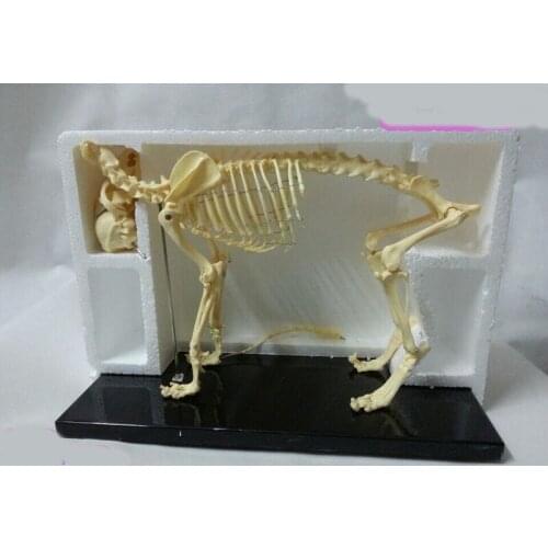 Free shipping animal skeleton model dog skeleton educational model skeleton model