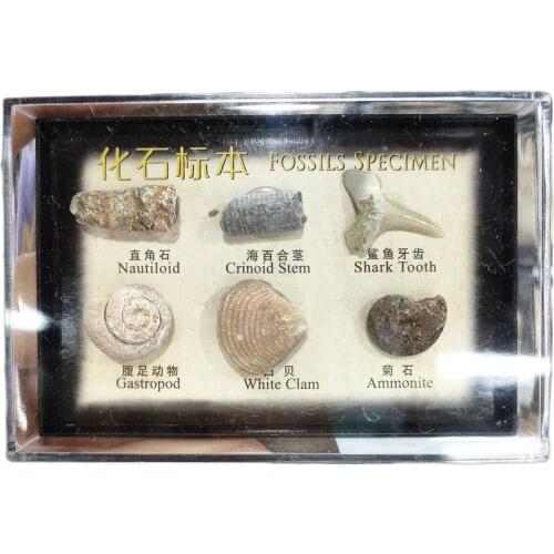1box 6pcs Natural Rare Animal Fossil Stones Specimen Box For Collection Home Decoration Gift Reiki Minerals