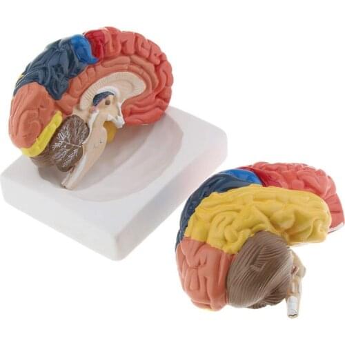 Colored 2 Parts Human Brain Anatomy Medical Science Teaching Resources Dropshipping