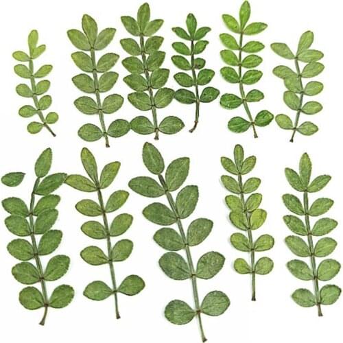 50pcs Pressed Dried Zanthoxylum Piperitum Leaves Flower Plant Herbarium For Jewelry Postcard Invitation Card Phone Case DIY