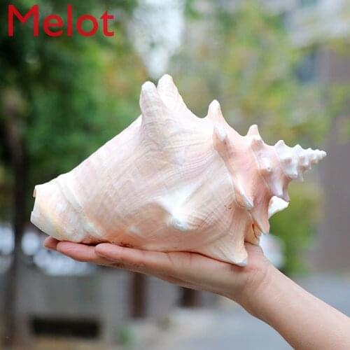 Natural Shell Large Conch Carmine Fish Tank Landscape Aquarium Decoration Props Home Display Crafts Sea Snail Decoration Crafts