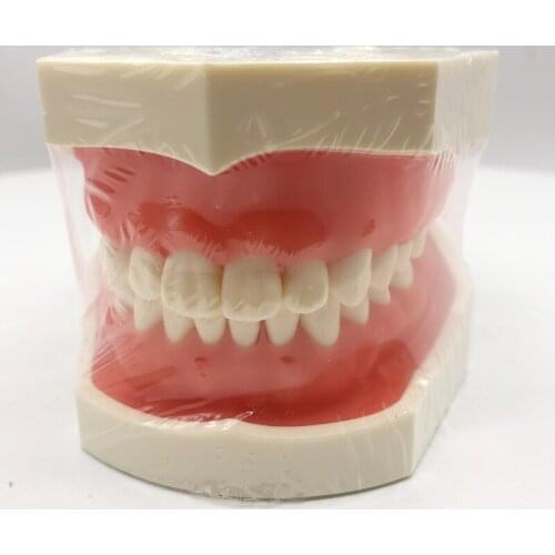 M8014 Standard Model with 32 screw-in Teeth Dental Tooth Model