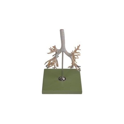 Vivid Bronchial Tree Model Human Tracheal Bronchial Tree Model Main Bronchus Pulmonary Lobe Bronchi Human Anatomical Model