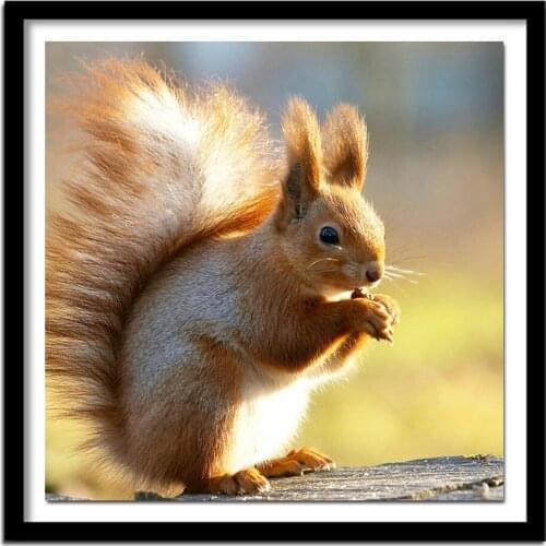 K1049 squirrel 5d diamond diamond painting diy full square 3d painting rhinestones cross stitch embroidery