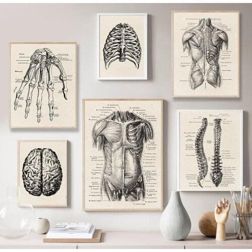 Human Anatomy Artwork Medical Wall Picture Muscle Skeleton Vintage Poster Painting Retro Poster Kraft paper poster