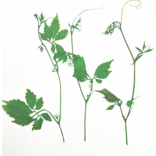 11-13cm/100pcs,Natural Real Pressed Flowers branch,dying green Plant DIY Wedding invitations Craft Bookmark gift Card Decoration