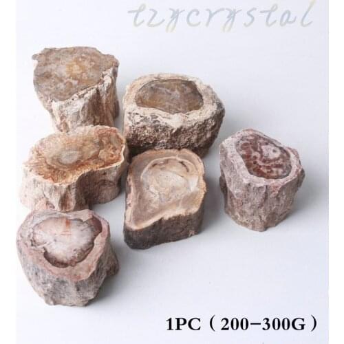 1PC Natural Wood Fossil Double-sided Polished Fossil Madagascar