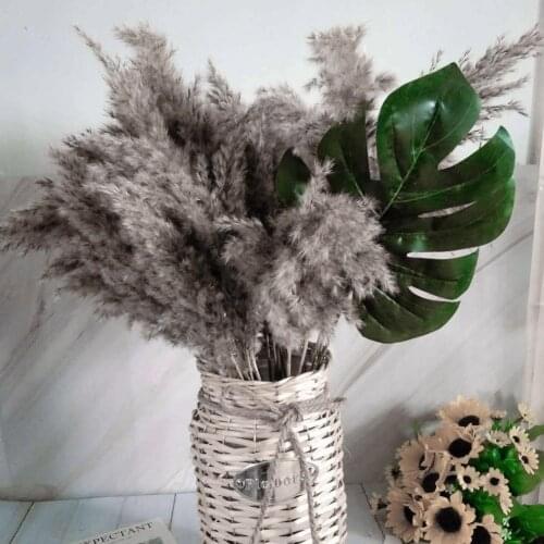 1pc Natural Material Dried ReedFlowers White Brown Reeds Pampas Grass Bunch Real Flower Plant Stems Home Decoration Craf