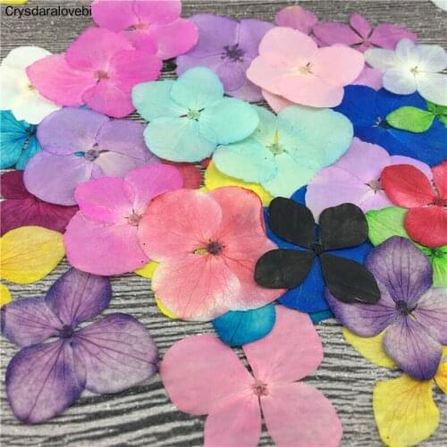 120pcs 2-3.5cm Pressed Hydrangea Macrophylla Flowers Plant Herbarium For Jewelry Postcard Bookmark Craft DIY Accessories