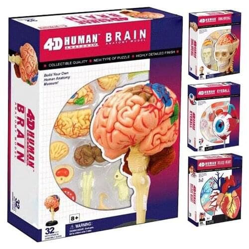 Human Body Skeleton Anatomy Skull Manikin Life Size Biology Model 4D Master Educational Puzzle Medical Science Doll Toys