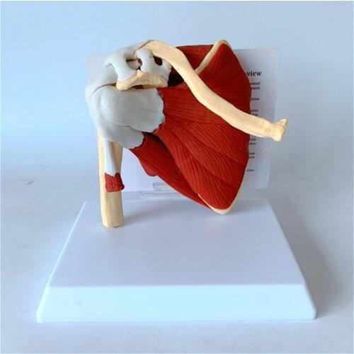 Scapula Clavicular muscle model Medical teaching aids for functional ligament of skeleton joint of human skeleton