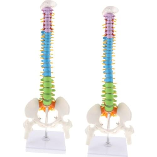 45cm Scientific Ultra Flexible Spine Model, Life Size Human Vertebral Column with Femurs Pelvis Anatomy Model on Stand 2PCS
