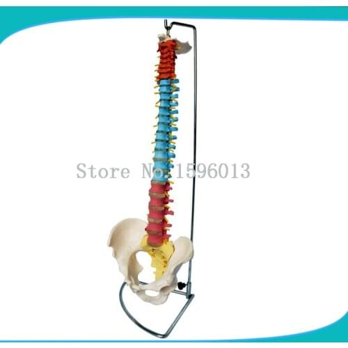 HOT Colorful/Didactic Vertebral Column with Pelvis,Color spine with pelvic model