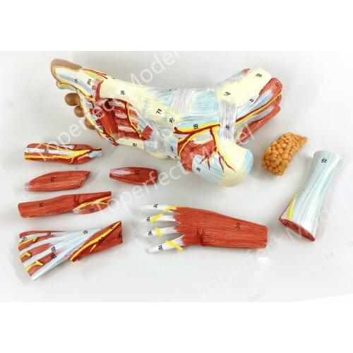 1:1 Life Sized Human Foot Joint Anatomical 9 Parts Model Muscle Neurovascular Ligament Hand Foot Surgery Model