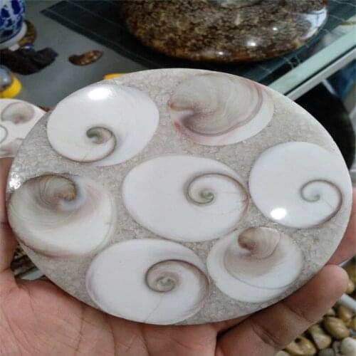 Half Cut Ammonite SeaShell Jurassic Fossil Disc White Shell Madagascar