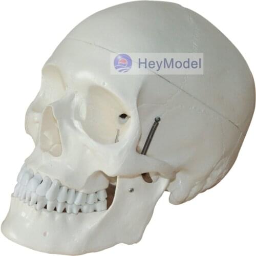 HeyModel Medical Use Human Skeleton skull Model Size 1: 1