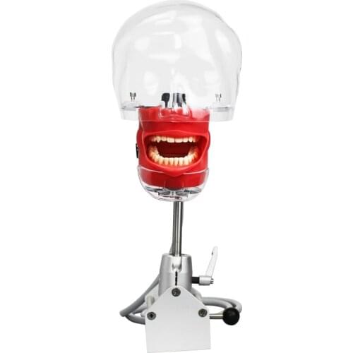 Dental Simulator Manikin Phantom Dental Models Dental Training Model for Dentist Teaching Model 360-degree Adjustment