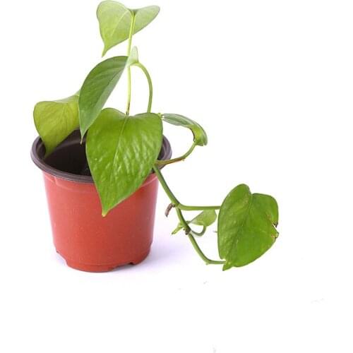 100pc 90*70cm Seed Starting Pots Transplanting Seedling Flower Plant Container