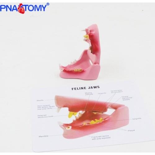 Feline Jaw Model Cat Teeth Anatomical Tool Animal Model Medical Gift Life Size PNT-2105