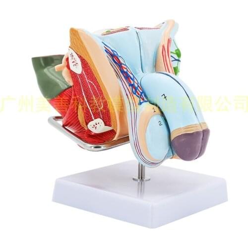 4parts Human Male Female Anatomy Internal External Reproductive Organs Urinary System Model Andrology Structure