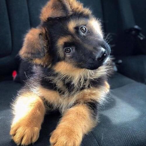 Ne'w German Shepherd 5d diamond painting cross stitch full spuare&round 5D diamond embroidery for home decoration diamonds