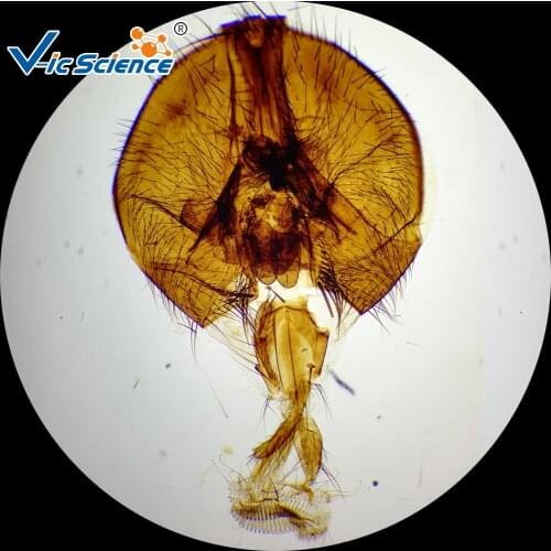 Biology Microscope Prepared Slides 100PCS Set