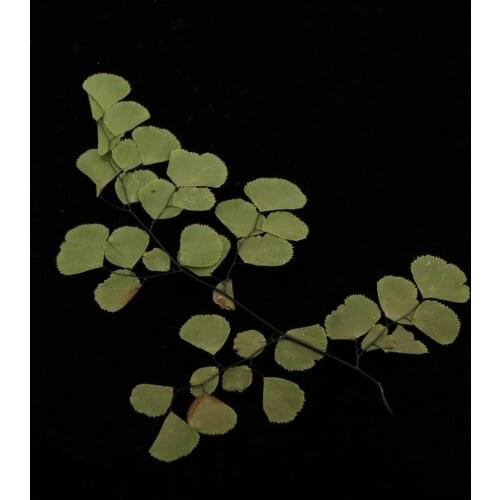 10pcs Dried Flowers Scrapbooking Decoration Art Paper Making Handmade Bookmarks