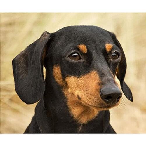 Mosaic Cross Stitch Picture Of Rhinestone painting dachshund dog Diamond Painting Full Squareround Diamond Embroidery stickers