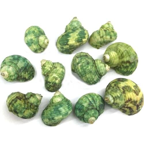 Natural shell Green conch Pendants Exquisite charms for Jewelry Making DIY Bracelet earring Necklaces Accessories Size 22x30mm