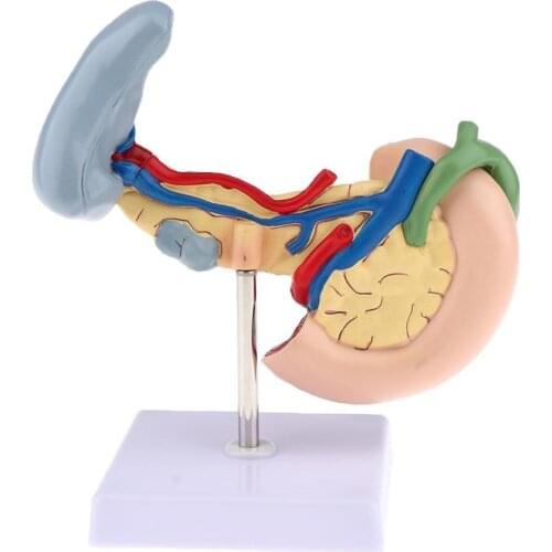 Life Size Anatomical Pancrea model Human Pancreas Model W Duodenum Spleen Pathological Learning