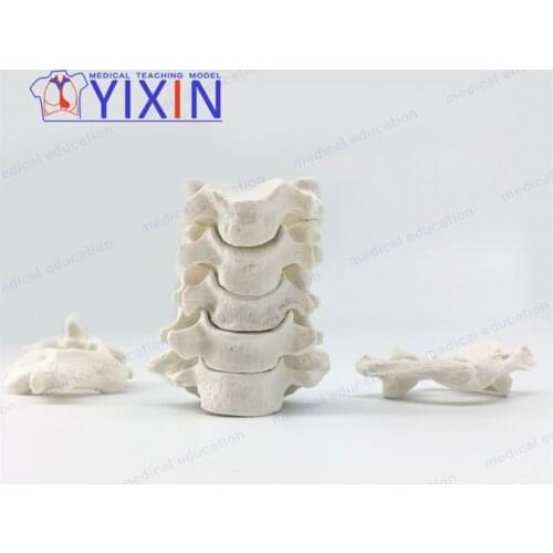 7 Cervical Vertebra Model Human Anatomical Spine Skeleton Scatter Bones for Science Study Display Teaching Medical Supplies