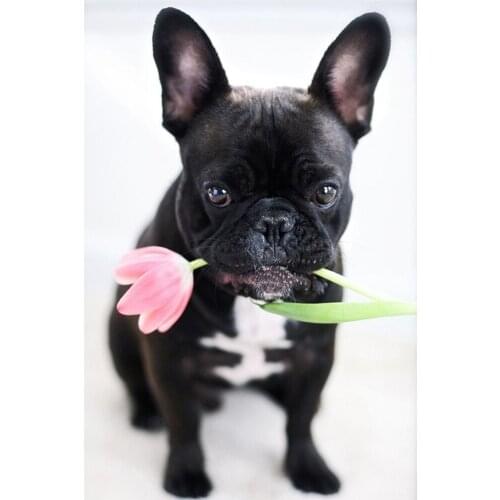 NEW full square round drill 5d diy diamond painting bulldog & rose diamond embroidery cross stitch rhinestone mosaic decoration