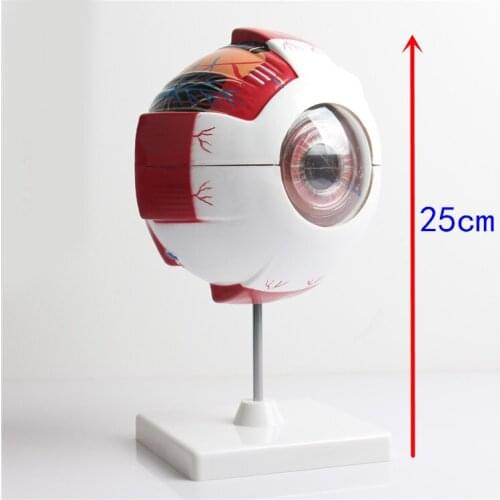 Enlarged eye model eye enlargement anatomy model educational teaching model