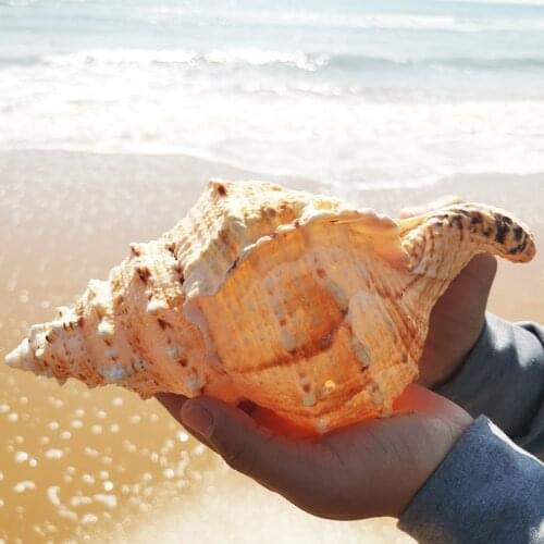 26cm Big Conch Shell Furnishing Marine Decoration Sea Conch Natural Ornaments Shell Wedding Festival Party Decoration Great Gift
