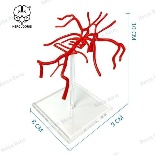 Human Brain Basilar Artery Anatomy Model Willis arterial ring Cerebral artery model
