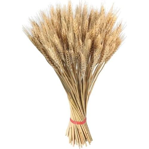 100PCS Dried Wheat Stalks Golden Natural Dried Wheat Sheaves Natural Dried Flowers Decorative Wedding Decoration Shooting Props