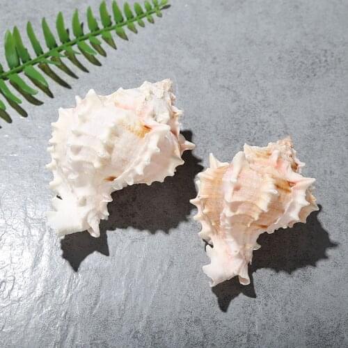 1pcs 5-10cm Natural Conch Shell Starlight Jade Red Bone Conch Crafts Home Decor Collection Hermit Crab Mediterranean Ocean Style