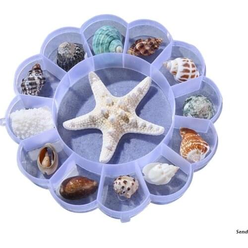 Shell Material Handmade Conch Starfish Specimen Gift Box Children Marine Biology Science Kindergarten Gift