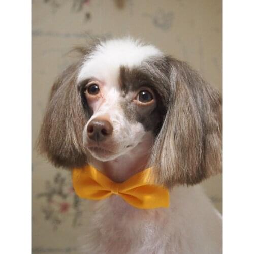 Animal Dog DIY Embroidery Cross Stitch Craft Needlework Set Printed Canvas Cotton Thread Home Decoration Dropshipping Wholesale