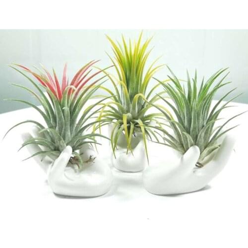 667A 3Pcs Ceramic Mini Hand Shape Air Plant Holder Tea Filter Stand Small Tillandsia Pots Container Display Rack Organizer Home