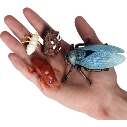 Lot of Cicada Growth Cycle Child Education Learning Teaching