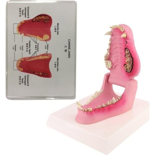 Dog Tooth Anatomy Model Canine Veterinary Animal Skeleton Veterinary Teaching Anatomy for Educators and Students
